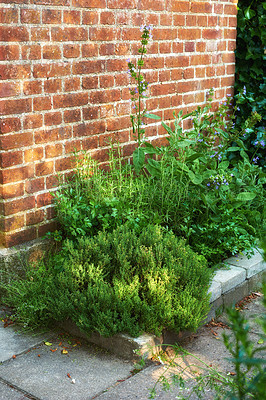 Buy stock photo Old brown brick wall texture with green plants planted below. Copy space background. Different varieties of plants with small purple flowers in a backyard. Creepers in a green garden
