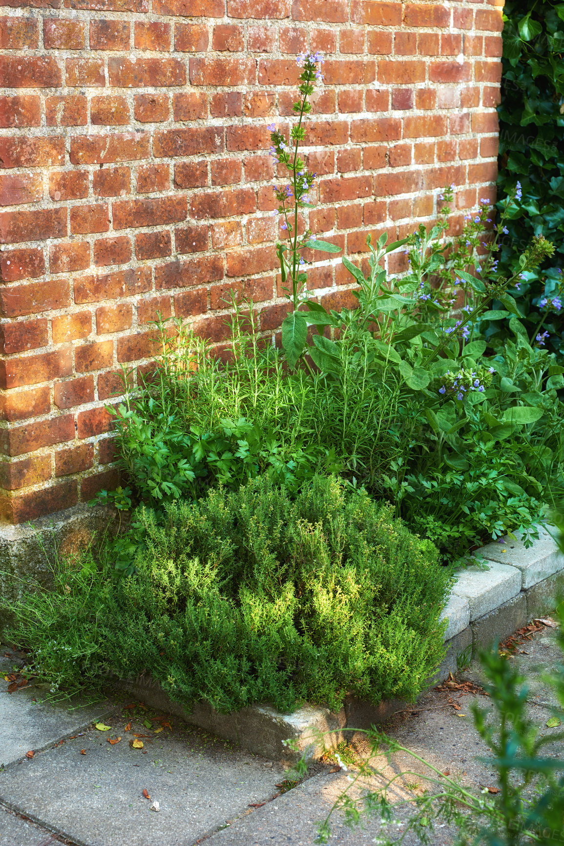 Buy stock photo Old brown brick wall texture with green plants planted below. Copy space background. Different varieties of plants with small purple flowers in a backyard. Creepers in a green garden
