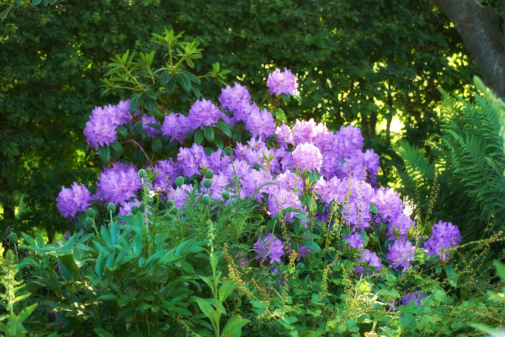 Buy stock photo A diversity of garden photos