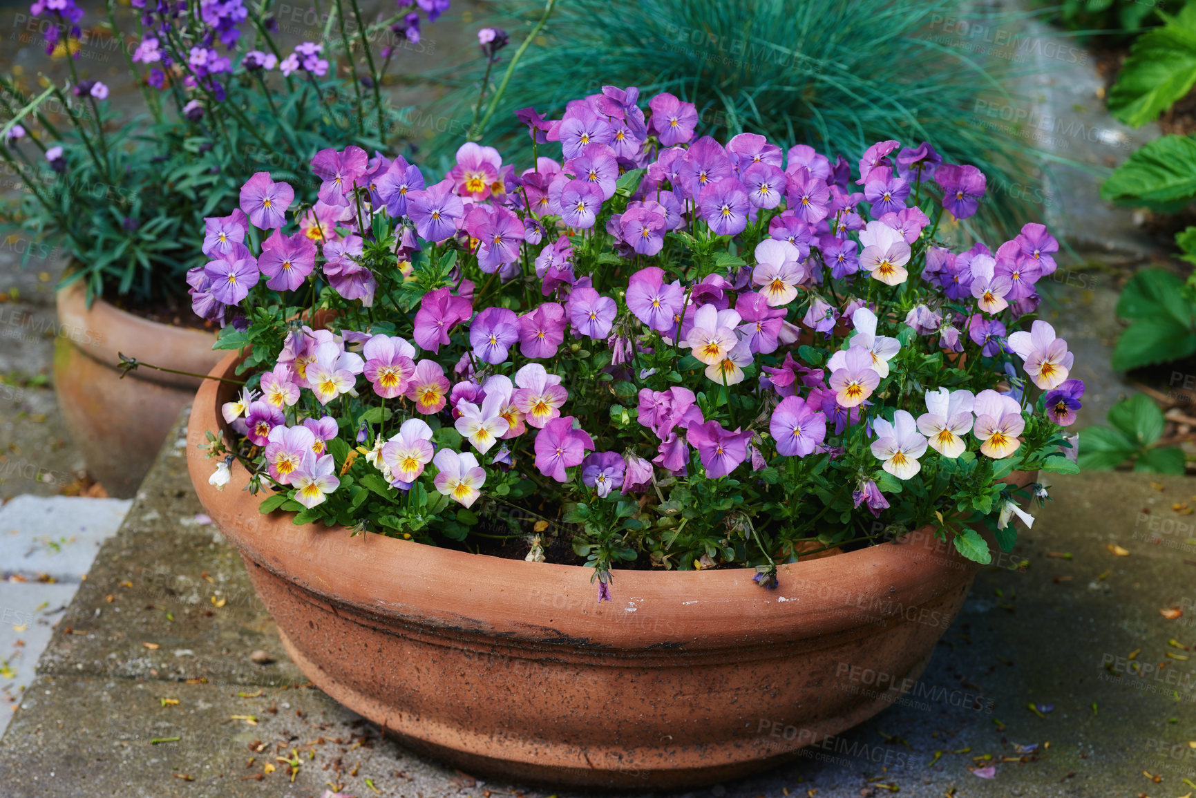 Buy stock photo Pansies in the garden
