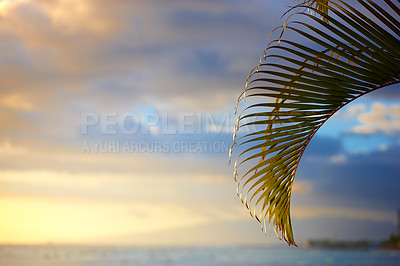 Buy stock photo Sunset, sky and calm beach with palm, clouds and tropical holiday environment for travel getaway in nature. Evening, glow and ocean horizon with natural tree leaves for island vacation in Thailand.