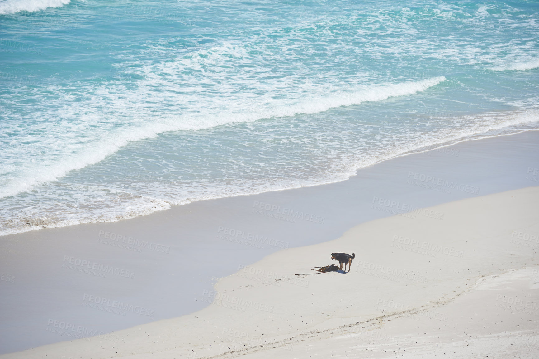 Buy stock photo Ocean, beach and dog travel on holiday destination, trip and location for summer vacation. Sea water, sand and pet animal playing on land for tourism, adventure and waves on tropical island in Bali