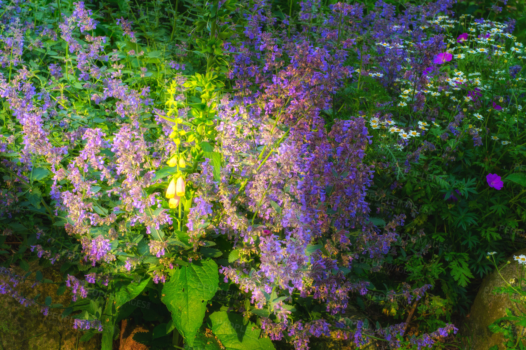 Buy stock photo Beautiful blooming flowers in June. A garden of beautiful purple catnip in the shade with the sun peeping through here and there. Purple catnip plants in a garden are all in bloom.