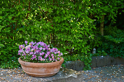 Buy stock photo Pansies growing in a vase in backyard garden in summer. Beautiful hybrid plant blooming in a flowerpot on a lawn in spring outdoors. Tiny flowering plants budding in a yard outside. Flora in a holder