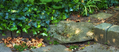 Buy stock photo View of an entrance with bushes and plants. Stone stairs in a park surrounded by tropical plants and flowers. A picture of ivy and dried leaves fell on the floor with white flowers.