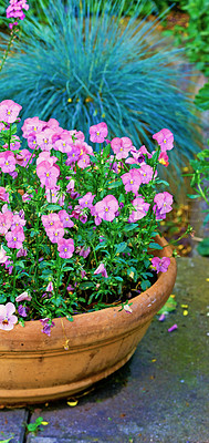 Buy stock photo A portrait close-up image of a ceramic pot and petunia flower in the vase with green leaf, stem kept on the brick on a bright sunny day. Plant Petunia flower with blooming pink petals. 