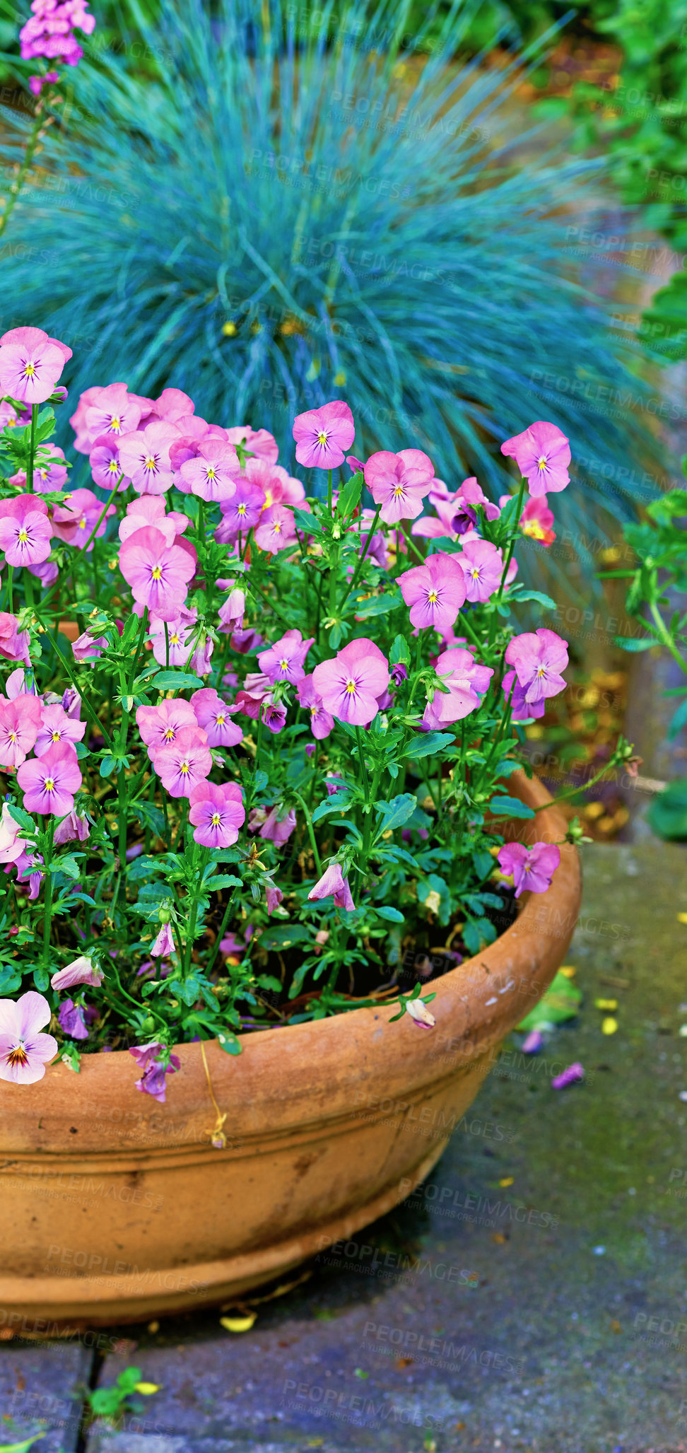 Buy stock photo A portrait close-up image of a ceramic pot and petunia flower in the vase with green leaf, stem kept on the brick on a bright sunny day. Plant Petunia flower with blooming pink petals. 