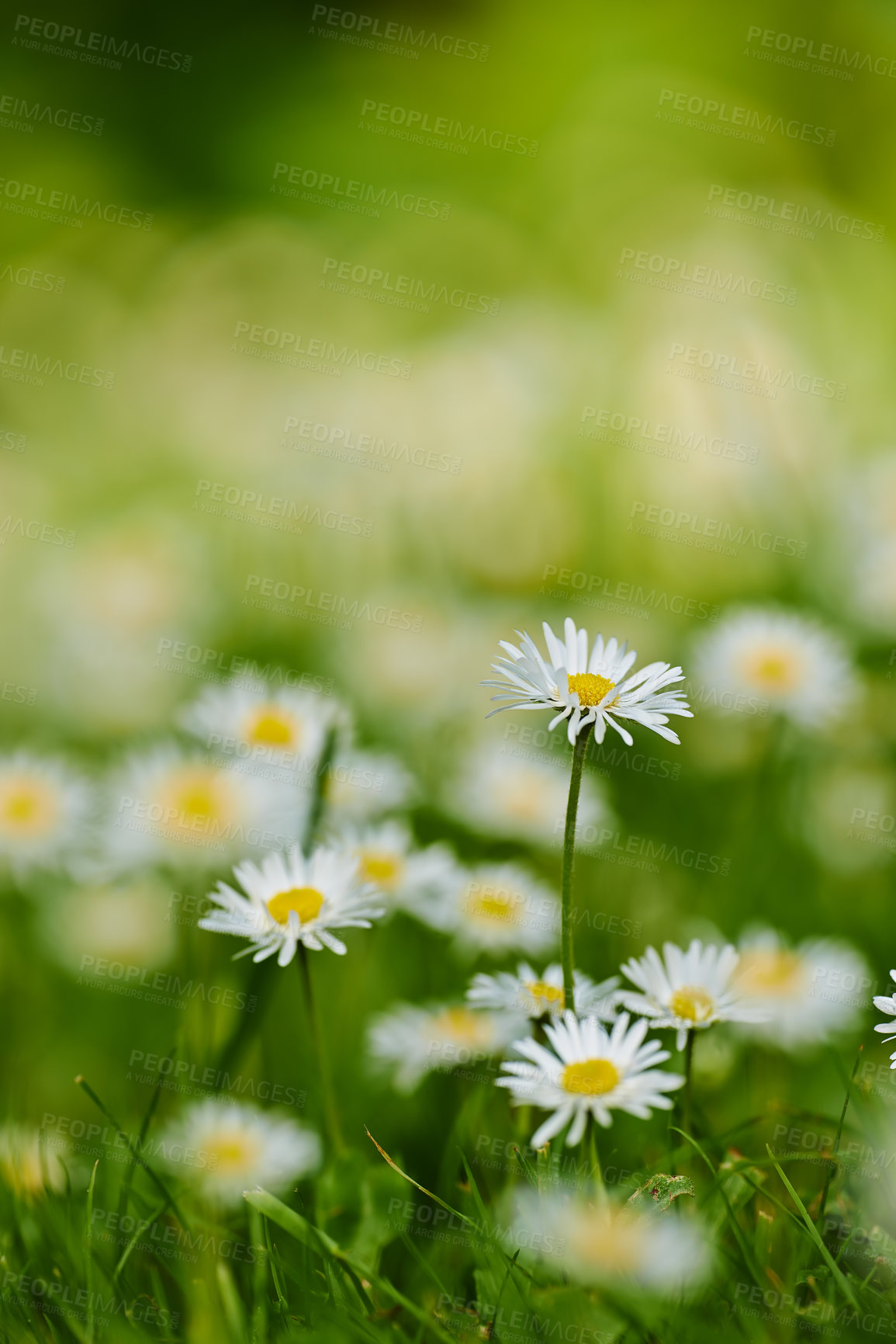 Buy stock photo Common daisy flower growing on green lawn in a botanical garden with copyspace outdoors. Pure white petals of plants with yellow pistil center blooming in spring and summer. Scenic natural landscape
