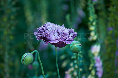 Buy stock photo Closeup of an opium plant bud closed outside in a garden. Beautiful lush green flower head isolated on blurred nature background. Close-up poppy plant. Opened and unopened poppy plants.