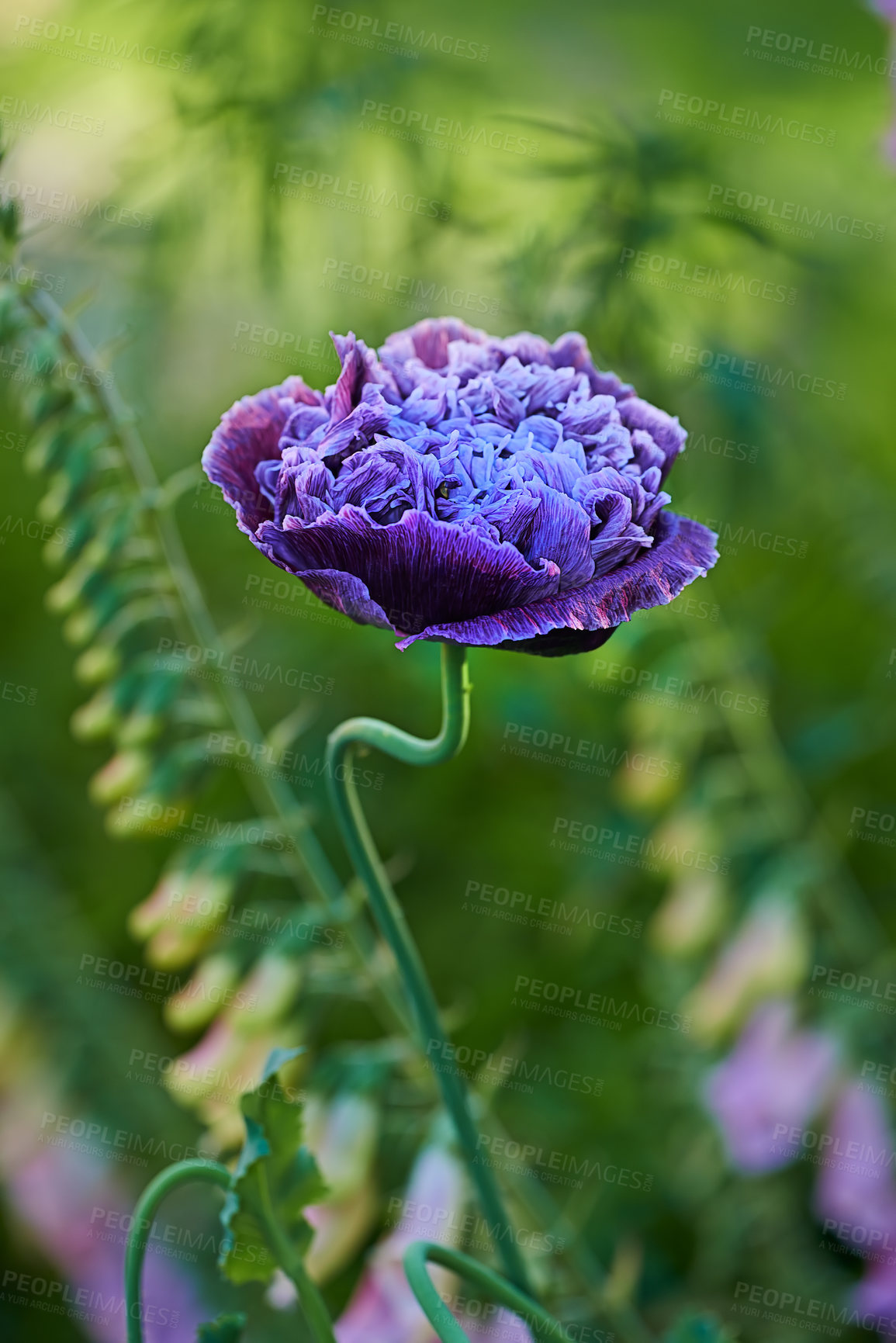 Buy stock photo Violet peony-flowered Double Late tulips Lilac Perfection bloom in a garden on a bright sunny day.
Beautiful violet fresh peonies in the spring garden at the sunset light. Natural floral background. 