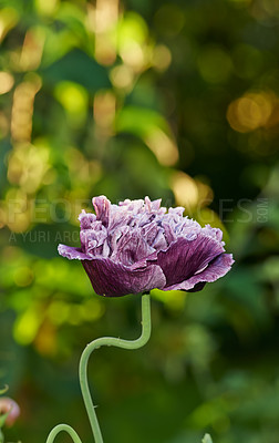 Buy stock photo A single purple poppy growing in a park in summer. Flower blooming in a botanical garden in spring. Plant budding in a natural environment. Flowering plants blooming in a forest. Flora on countryside