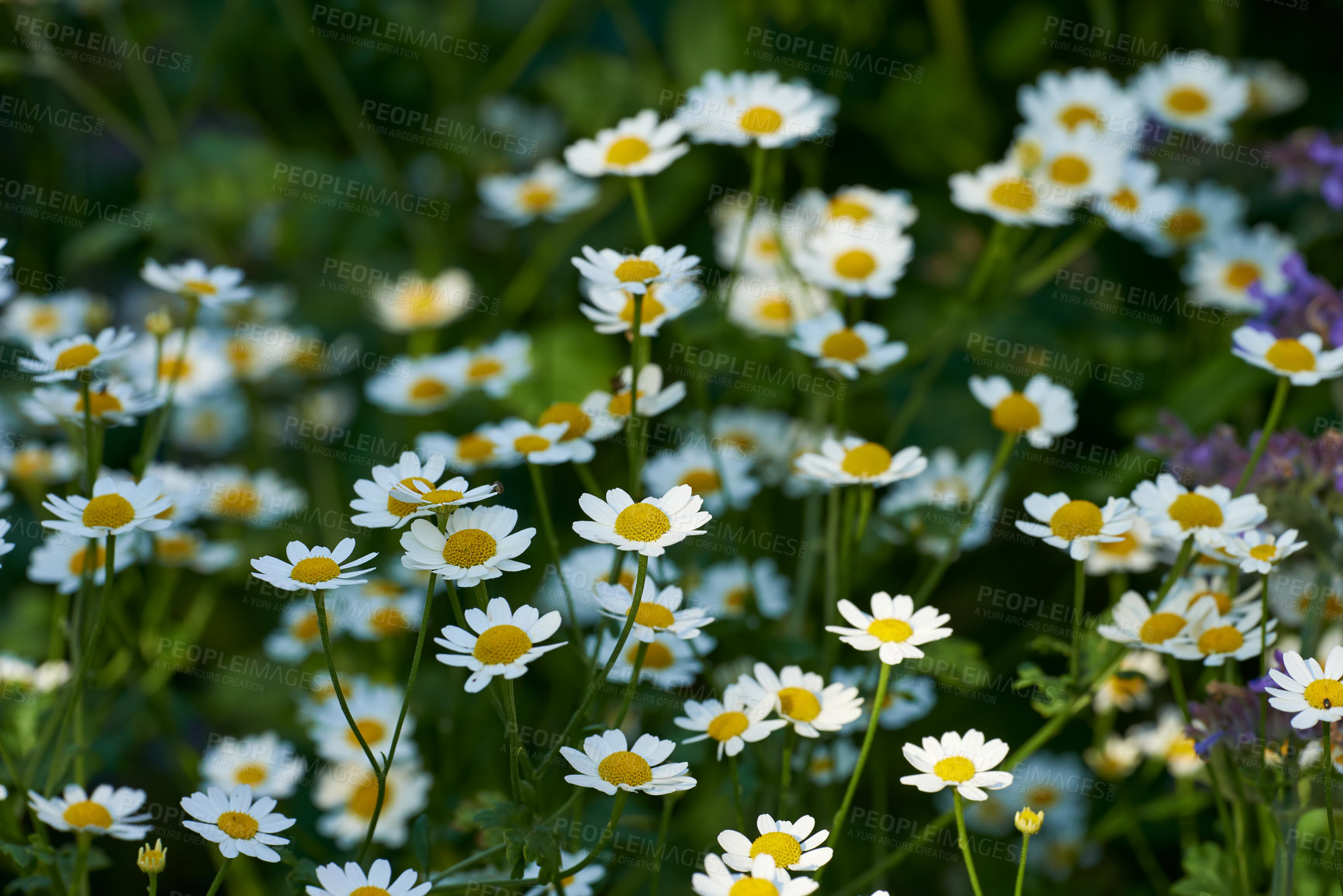 Buy stock photo Daisy flower growing in a field or botanical garden on a sunny day outdoors. Marguerite or english daisies from chamomile plant species blossoming in springtime. Scenic landscape of blooms in nature