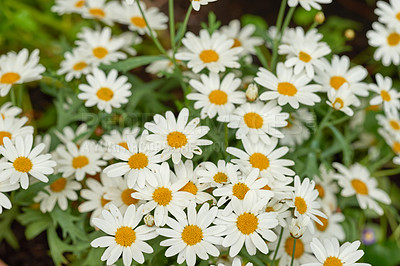 Buy stock photo German chamomile white daisy flowers with yellow center blooming in a botanical garden or park on a sunny day during springtime. Scenic landscape of pure natural environment. Marguerite plant species