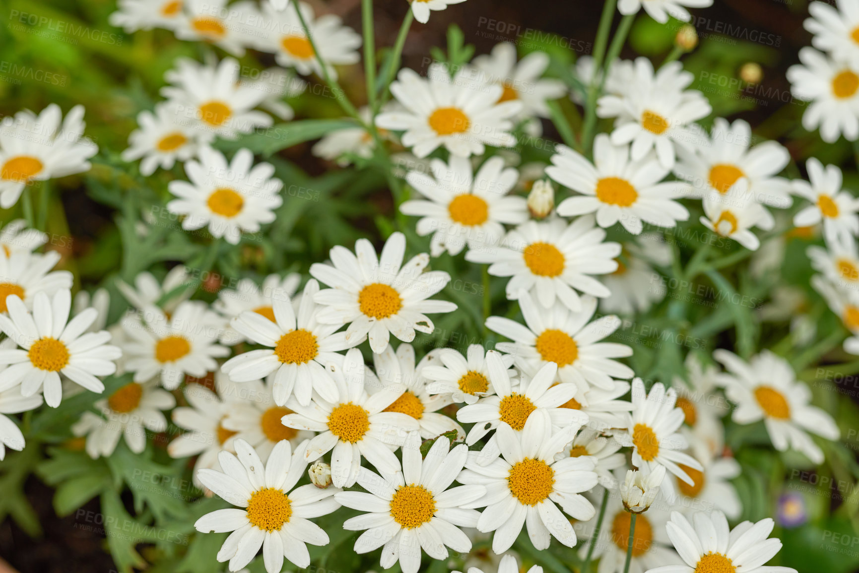 Buy stock photo German chamomile white daisy flowers with yellow center blooming in a botanical garden or park on a sunny day during springtime. Scenic landscape of pure natural environment. Marguerite plant species