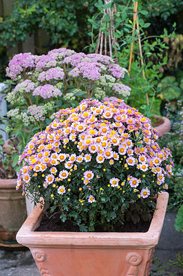 Buy stock photo Pink daisy flowers growing in a backyard garden in summer. Marguerite perennial flowering plants displayed in vessels outside. Bush of beautiful white flowers blooming and sprouting in a yard