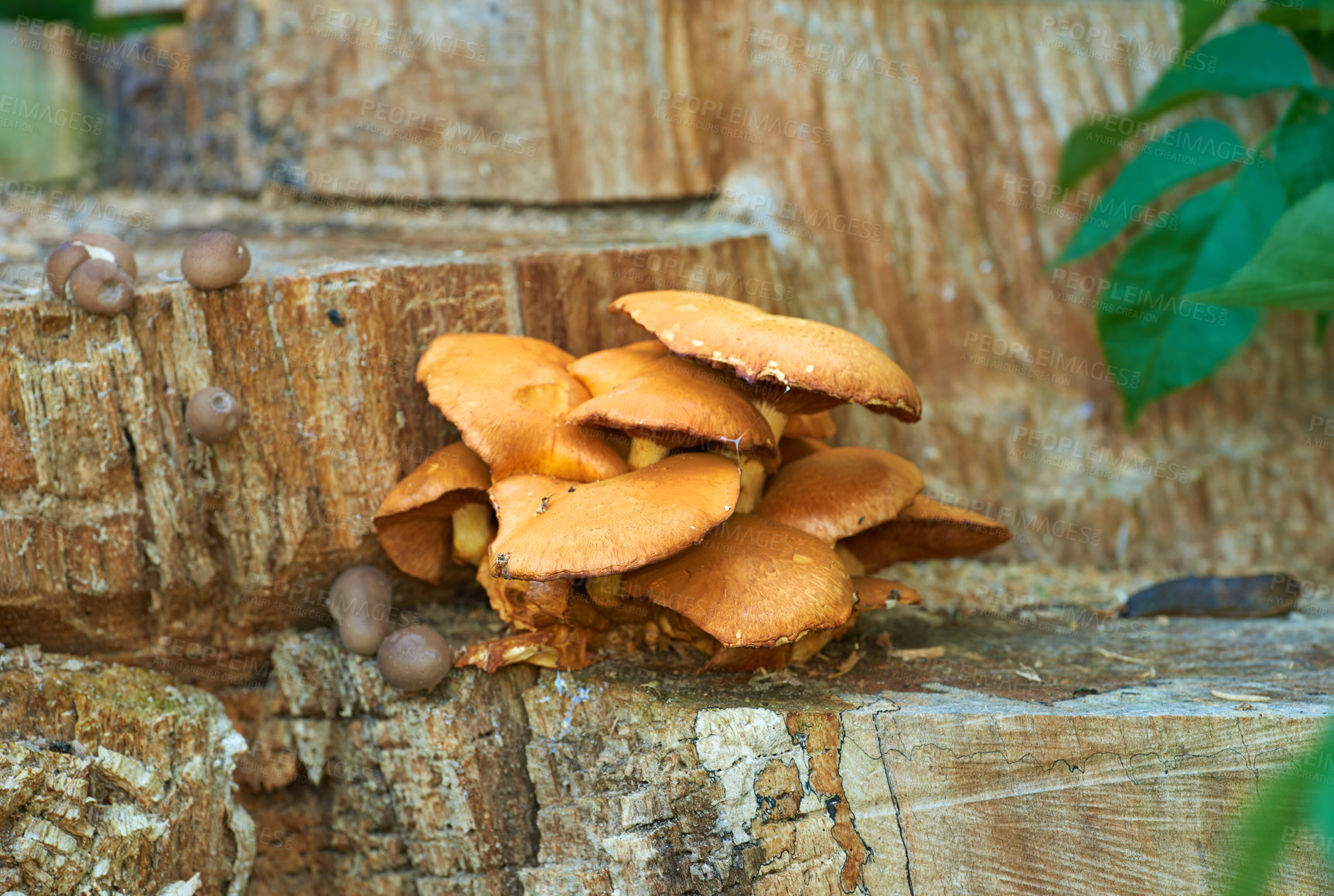 Buy stock photo A beautiful group of mushrooms in the forest. Large group of bright orange wood-inhabiting wild mushrooms, Xeromphalina Campanella, growing on pine wood in old Siberian forest. Mushrooms on a log.