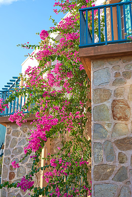 Buy stock photo Pink bougainvillea flower hanging on a stoned textured wall of a house surrounded by a blue railing and a clear sky in the background. Blossoming pink flowers with green leaves. Balcony of a house. 