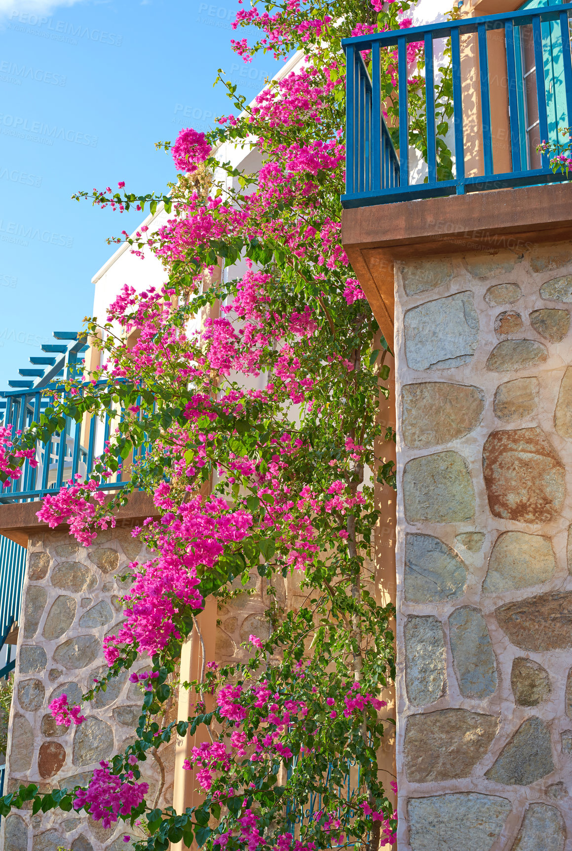 Buy stock photo Pink bougainvillea flower hanging on a stoned textured wall of a house surrounded by a blue railing and a clear sky in the background. Blossoming pink flowers with green leaves. Balcony of a house. 