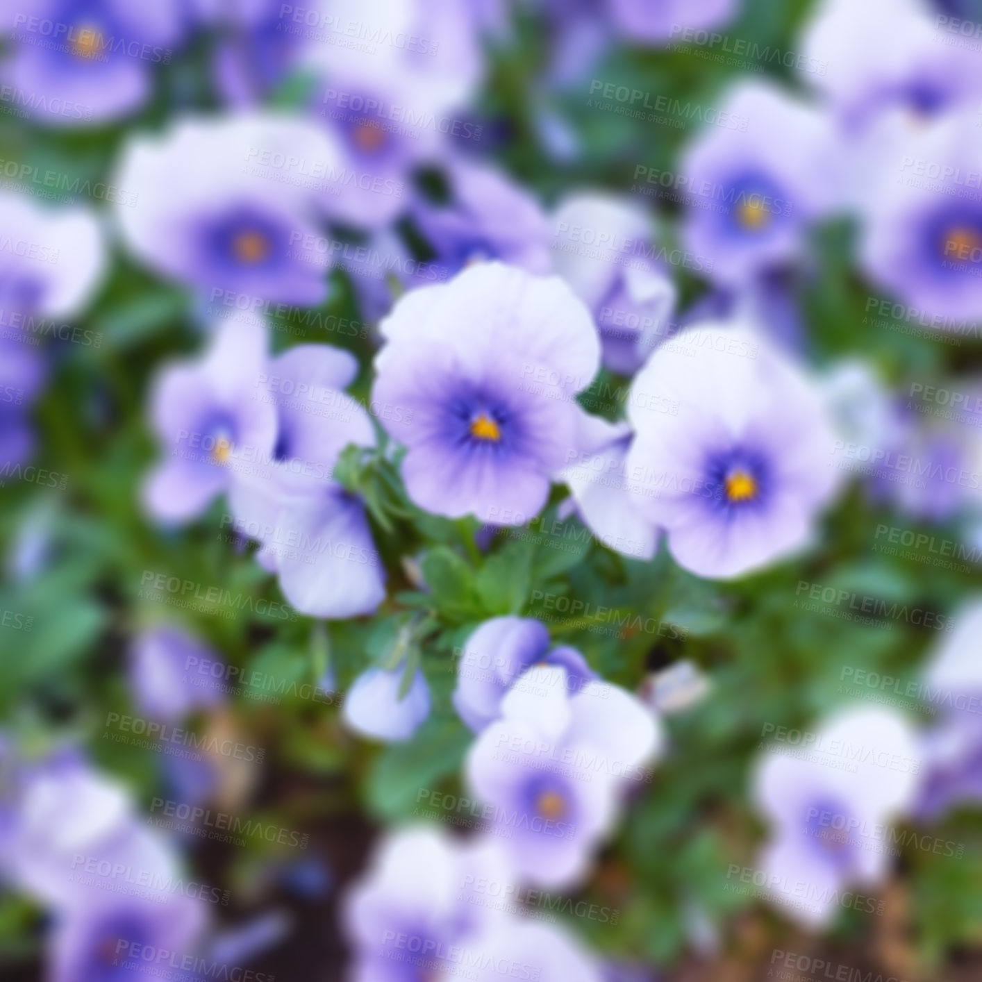 Buy stock photo Purple pansies growing in a backyard garden in summer. Top view of beautiful hybrid flowers blooming on lawn in spring outdoors from above. Flowering flora plants budding in a yard outside