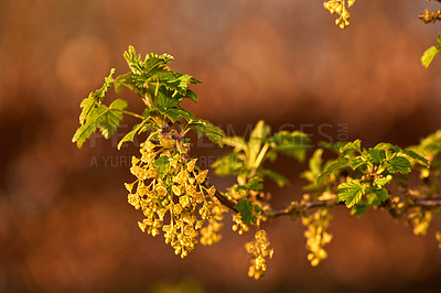 Buy stock photo Macro shot of blooming yellow-green flowers of Redcurrants and small blooming berries on a branch. A portrait picture of a yellow flower with small berries on its branch and stem leaves. 