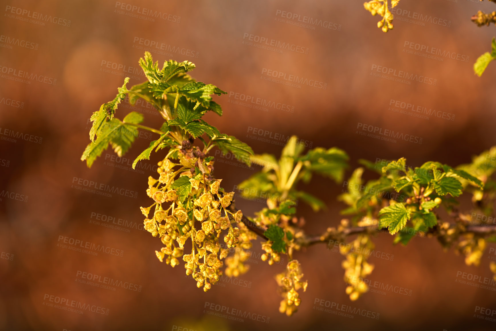 Buy stock photo Macro shot of blooming yellow-green flowers of Redcurrants and small blooming berries on a branch. A portrait picture of a yellow flower with small berries on its branch and stem leaves. 