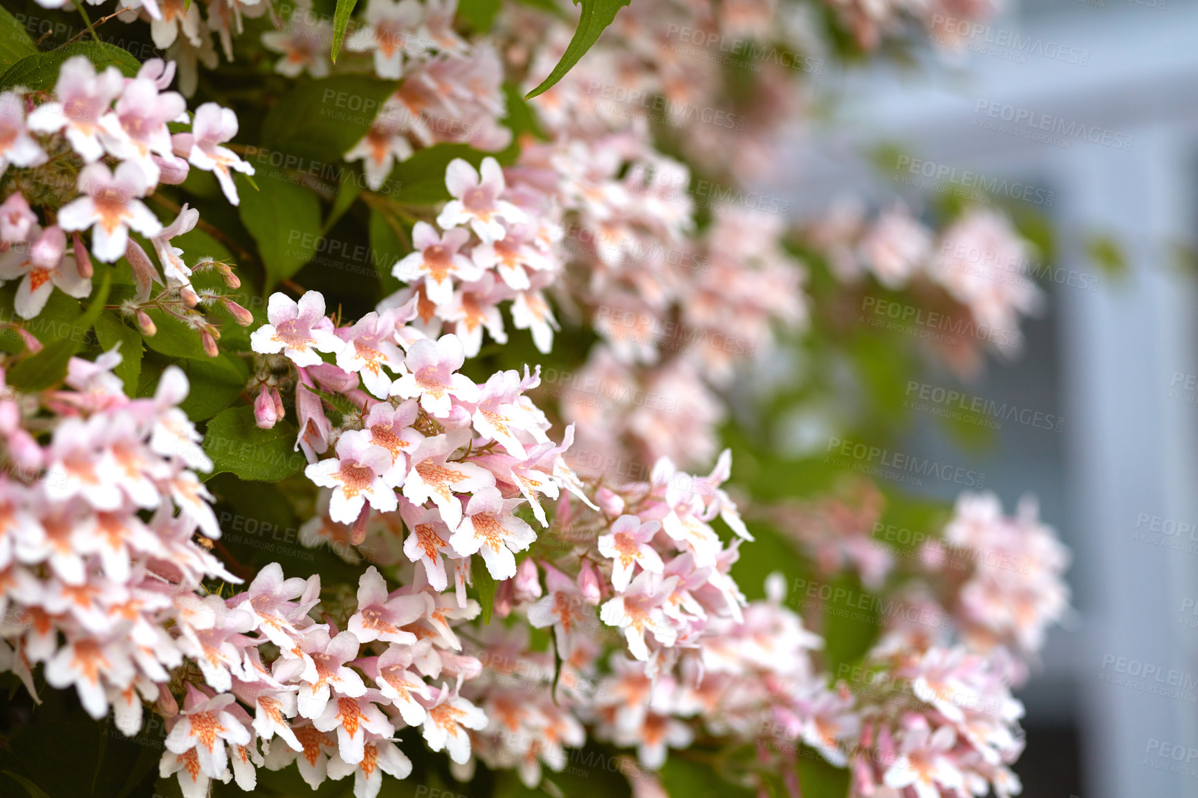 Buy stock photo A bokeh view of a cherry blossom tree. Beautiful cherry growing in springtime. Charming Cherry blooming flower in the branch isolated on blur background in the garden backyard.