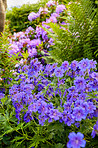 Meadwo Geranium - JohnsonÂ´s Blue