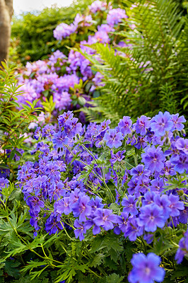 Buy stock photo A crane bill flower in the garden in the midday sun. A bunch of beautiful Delicate Cranes Bill flowers of an iris a blue Geranium in the nature. A blooming crane bill flower in a botanical garden 