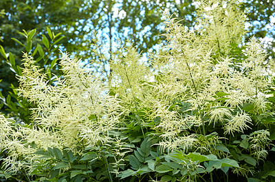 Buy stock photo Aruncus dioicus blooming in the summertime. Flowers of Goats beard. Bush of Aruncus dioicus. Beautiful blooming white fluffy flowers of the Aruncus dioicus bush in the garden on a bright sunny day.