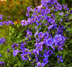 Meadwo Geranium - JohnsonÂ´s Blue