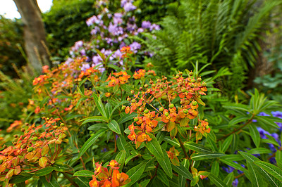 Buy stock photo Peacock flowers or caesalpinia pulcherrima growing in a garden outdoors. Closeup of beautiful bright orange flowering plants with lush green leaves blooming in nature during a sunny day in spring