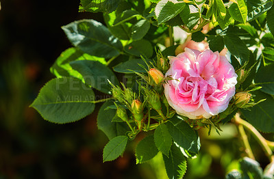 Buy stock photo A close-up of a beautiful pink rose in the garden. Pink rose flower with green leaves on a blurry dark background. The beautiful blooming of a bright pink rose on a sunny day with buds.