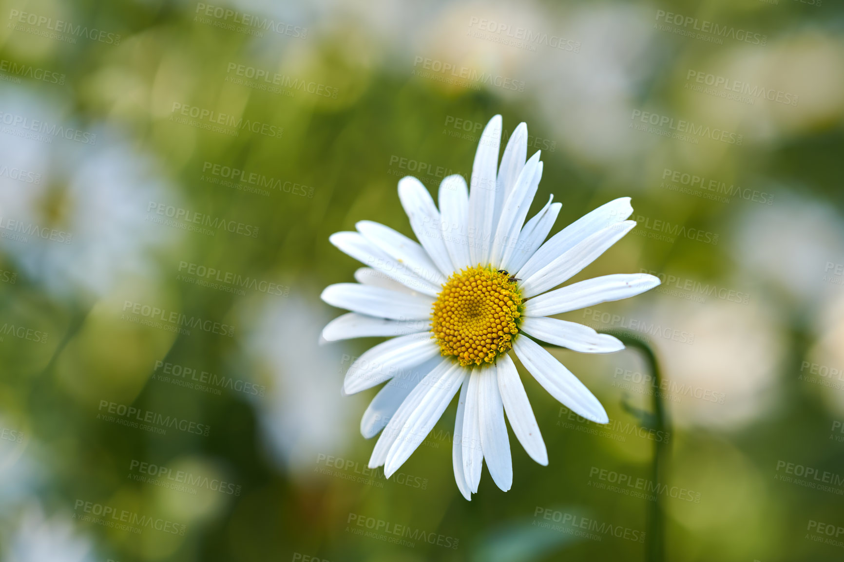 Buy stock photo Daisy flower growing in a garden against a blurred background. Closeup of a marguerite perennial flowering plant on a grassy field in spring. White flowers blooming in a green backyard garden
