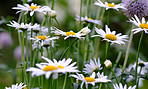 Daisy - Marguerite