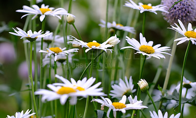 Buy stock photo A view of a group of long common daisy flowers with aster. flowers and white, purple petals with steam and yellow center in bloom and late springtime amazing portrait of a green field on sunny day.  