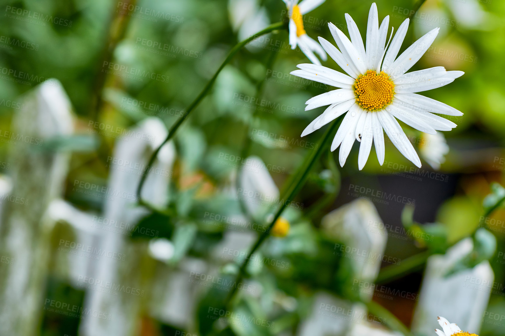 Buy stock photo  A view of a bloomed long common daisy flower with steam and yellow in the center. A close-up view of white daisies flowers with long stem leaves. Beautiful white flowers shined in the sunlight.