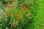 Poppies blooming