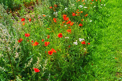 Buy stock photo Wild red poppies, white daisies, and astilbe blooming in the yard. A beautiful view of a garden with red and white flowers. Meadow full of blooming flowers and tall grass shining in the sunlight