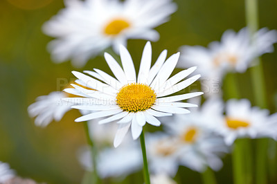 Buy stock photo A close-up view of a daisy with long leaves, yellow in the center of it, and with a stem. Group of white flowers shining in the sunlight. Chamomiles flower in the meadow. 
