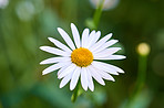 Daisy - Marguerite