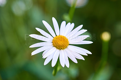 Buy stock photo A closeup portrait view of a bloomed common daisy flower. Flower and white petals with steam and yellow stigma in the center bloom in amazing green fields on a sunny day. Garden with a flower.