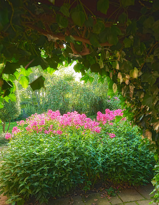 Buy stock photo A view of a park with bush and balsam pink blossoms in the Alpine mountains in summer. Flowers in a beautiful garden. A blossom of balsam on a bright  sunny day. wonderful tree in the background.