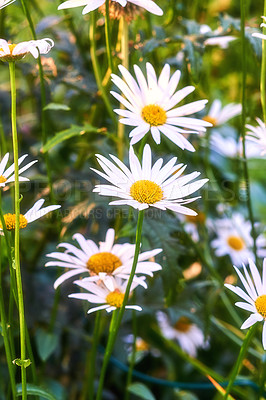 Buy stock photo A view of a bloomed long common daisy flower with steam and yellow in the center. A close-up view of white daisies with long stem leaves. A group of white flowers shone brightly in the garden. 