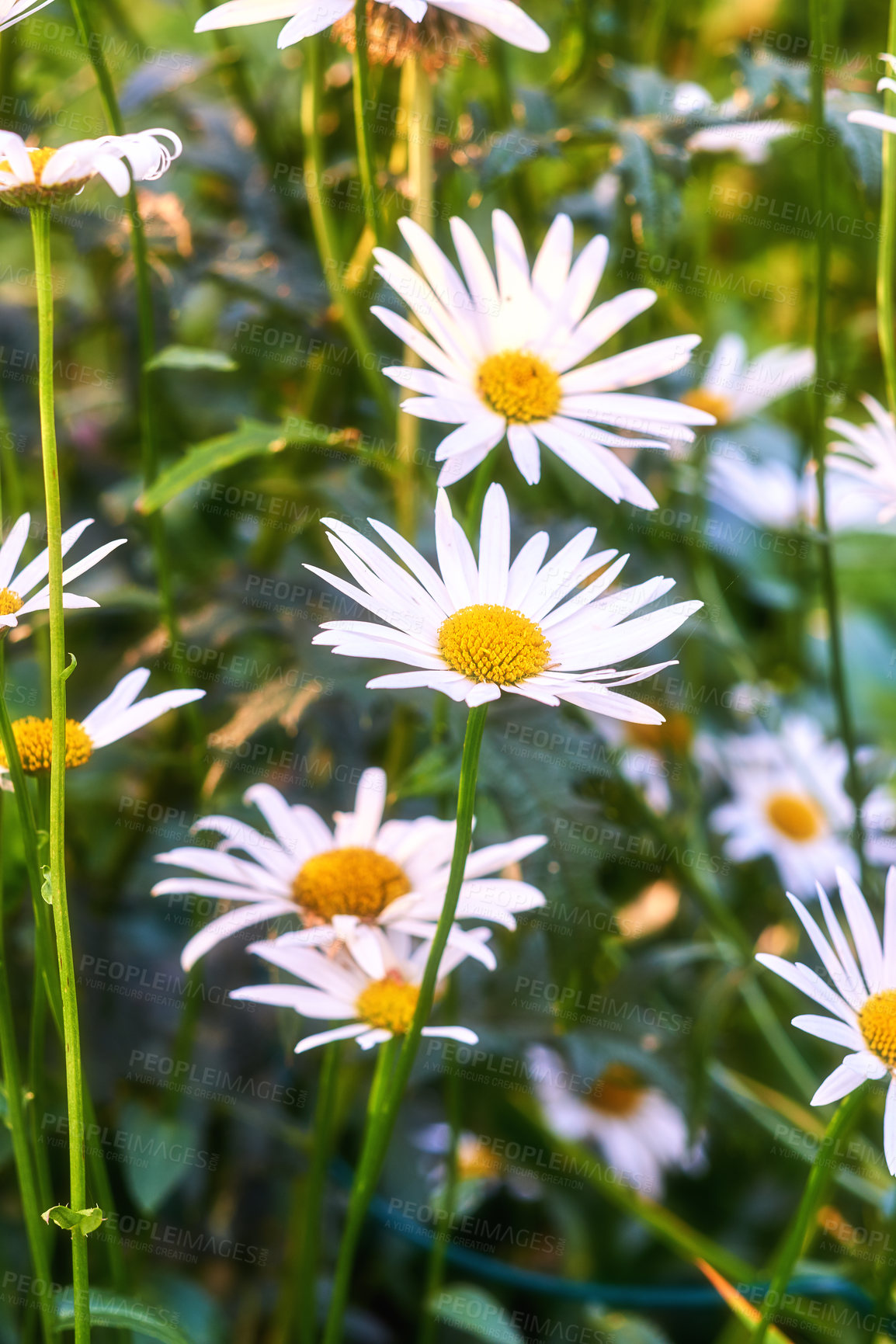 Buy stock photo A view of a bloomed long common daisy flower with steam and yellow in the center. A close-up view of white daisies with long stem leaves. A group of white flowers shone brightly in the garden. 