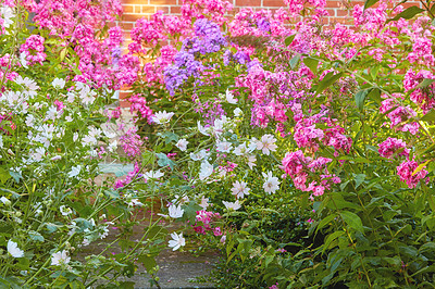 Buy stock photo A garden with white cuckoo flowers and Phlox Paniculata Pink Flame flowers. Bush of blooming flowers in the garden on a sunny day. A meadow filled with colorful flowers  with a wall in the background