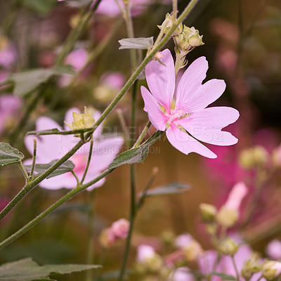 Buy stock photo Malva moschata musk mallow flowers growing in a garden or field outdoors. Closeup of beautiful flowering plants with pink petals blooming and blossoming in nature during a sunny day in spring