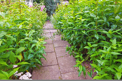 Buy stock photo Bushes and shrubs of chinese figwort growing along a paved garden path in botanical nursery. Cultivating scrophularia ningpoensis or ningpo figwort plants for traditional chinese homepathy medicine