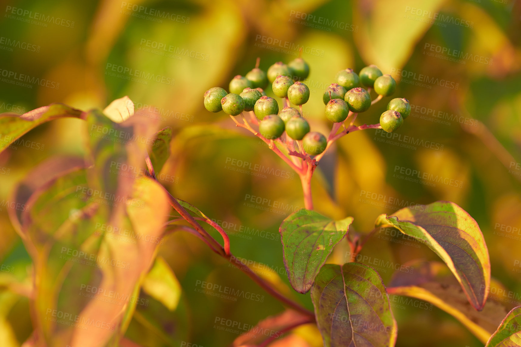 Buy stock photo Closeup of raw elderberry capers plant growing on green stem or branch in a home garden or backyard with bokeh background. Texture detail of bunch of ripening fruit in nature