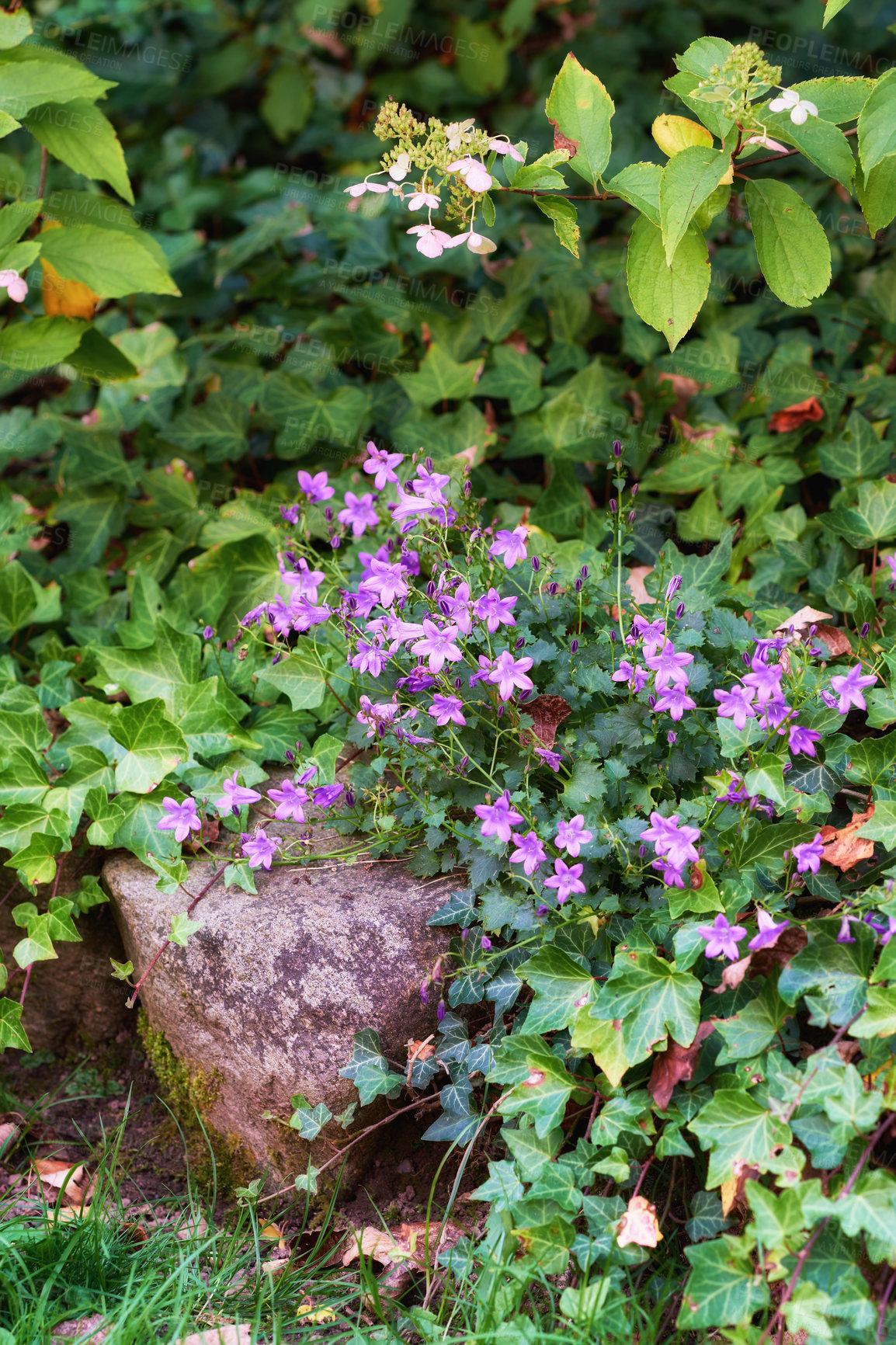 Buy stock photo Purple bluebell flowers in lush garden in summer. Voilet plants growing in a backyard in spring. Beautiful flowering plants budding between leafy vines. Flora flourishing in nature background

