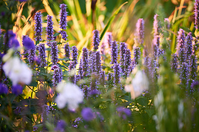 Buy stock photo Blooming Hyssop plants in a garden. Lupine field with white flowers and mixed plants on a sunny day. Selective focus on lavender lupine plant. Summer flowering lupins and other flowers in a meadow. 